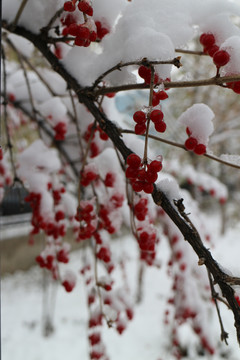 冬雪红果