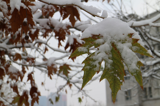 冬雪梧桐叶