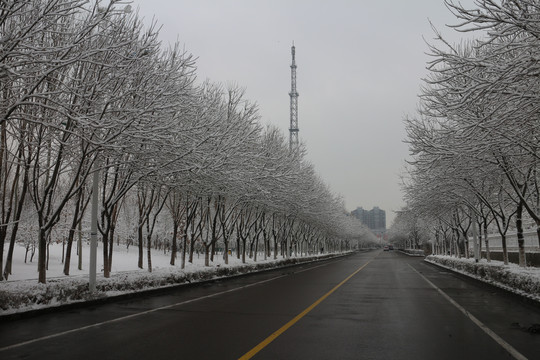 公路林荫道