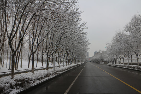 树林雪挂