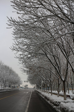 公路树林雪挂