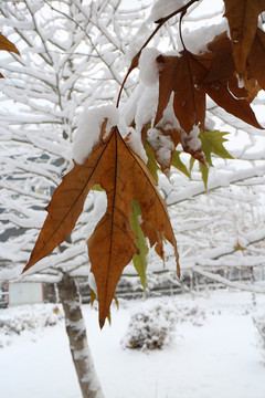 落雪的黄叶