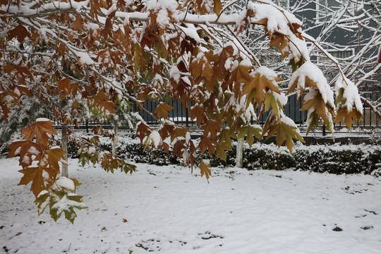 落雪的梧桐