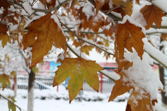 白雪黄叶