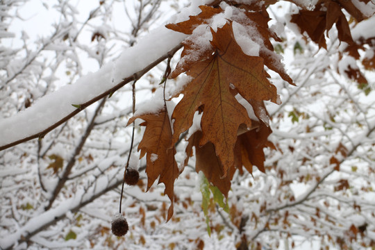 白雪梧桐