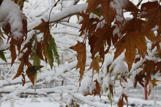 落雪的黄叶