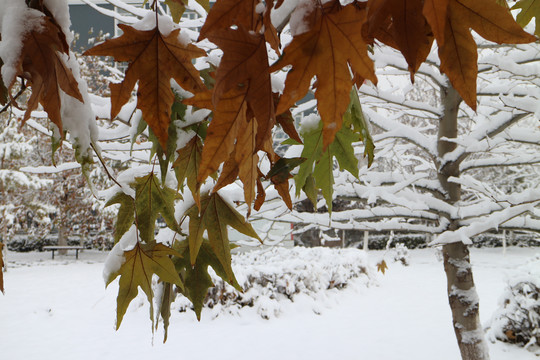 冬雪梧桐