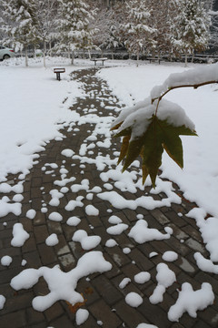 落雪的砖路