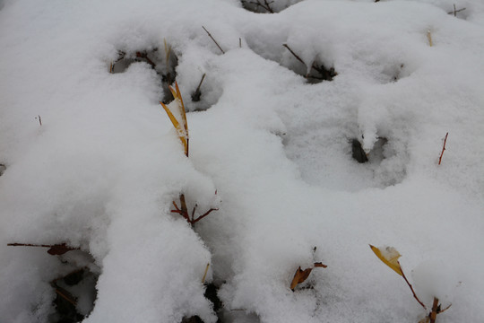 雪地