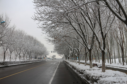 雪后林荫道