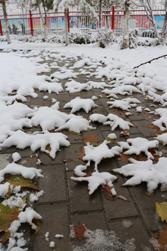 雪后罗满树叶的小路