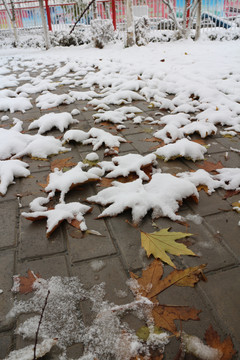 雪后罗满树叶的小路