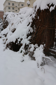 雪后爬山虎