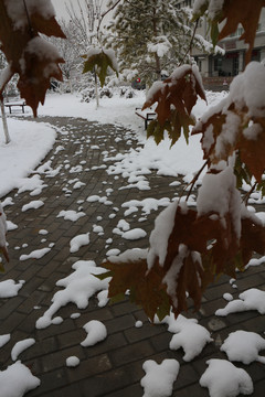 雪后小路