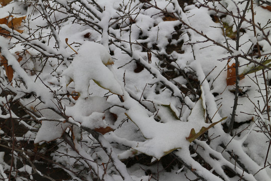 雪后枝叶