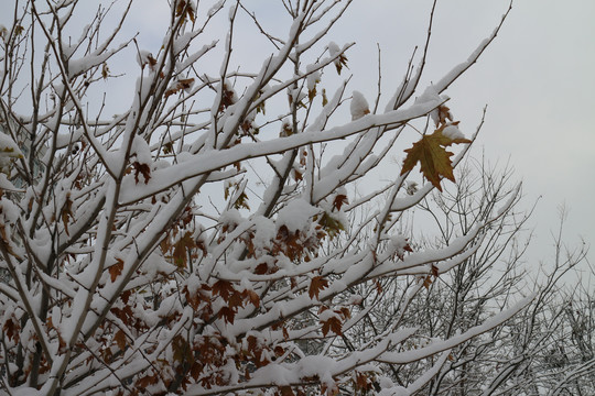 雪树