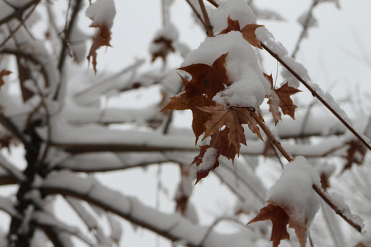 雪树