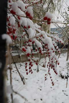 雪枝红果