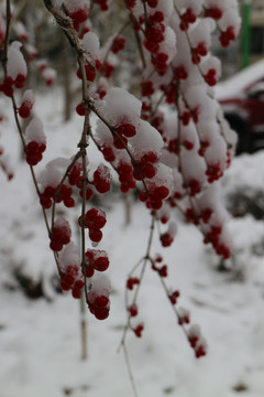 落雪的红果