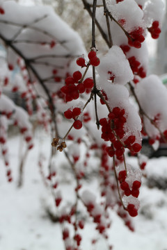 雪枝红果