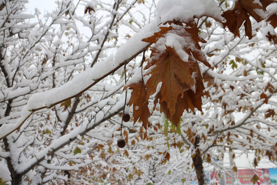 雪中黄叶