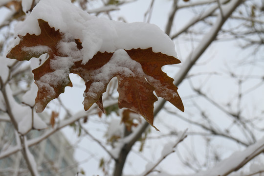 雪中梧桐叶