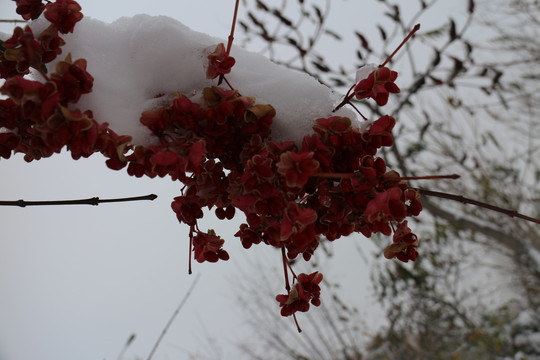 冬雪女贞树果