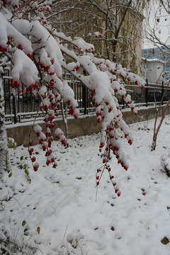 雪盖红果