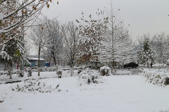 雪景