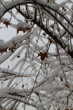 雪树