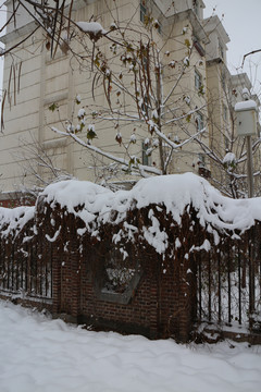 雪中爬山虎