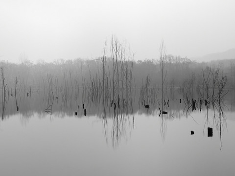 黑白湖中枯树