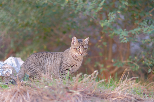 野外的宠物猫