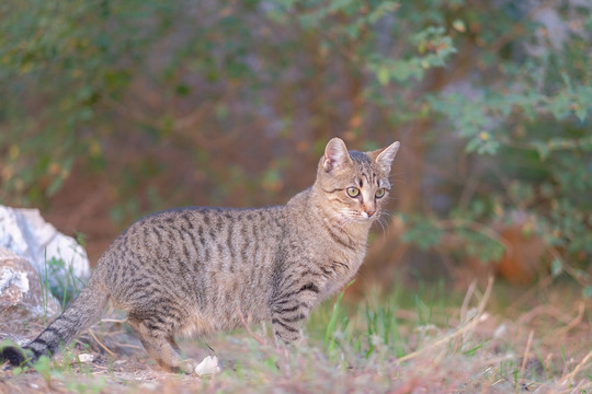 户外狸花猫的特写