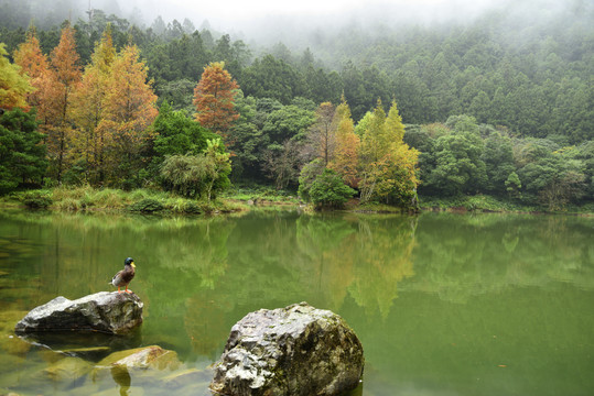 台湾明池国家森林休闲区