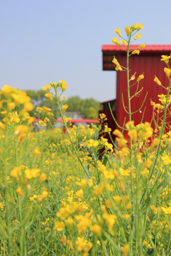 油菜花