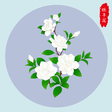 栀子花