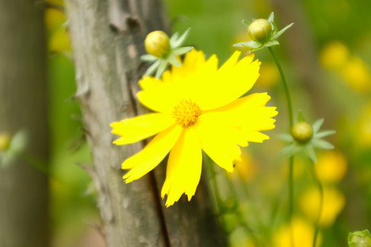 小黄花