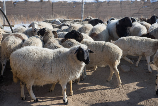 冬季里的一群绵羊