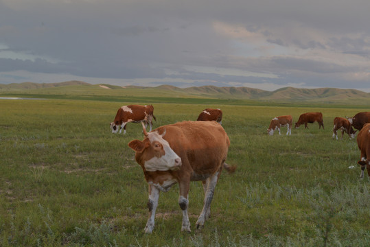 夕阳下内蒙古大草原上的牛群
