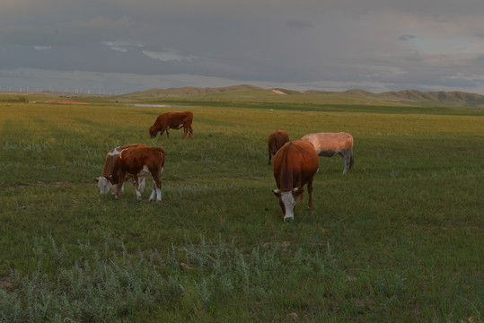草原上正在吃草的牛群