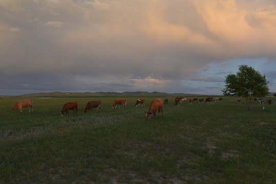 夕阳下内蒙古大草原上的牛群
