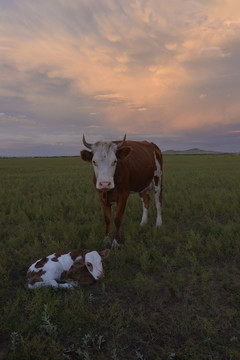 内蒙古大草原上正在吃草的牛群