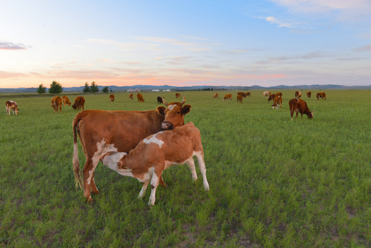内蒙古草原上的牛群
