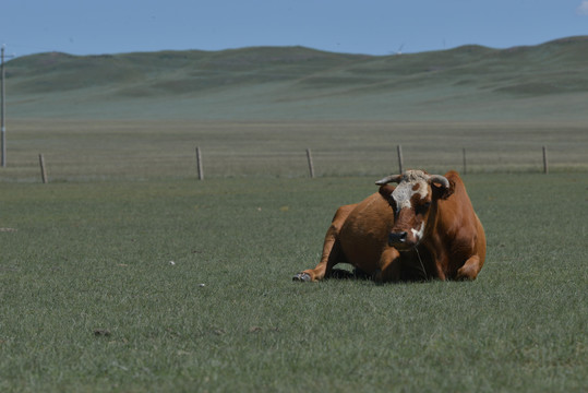内蒙古大草原上的黄牛