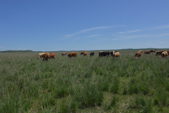 大草原上的正在吃草的牛群