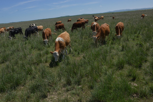 大草原上正在吃草的牛群