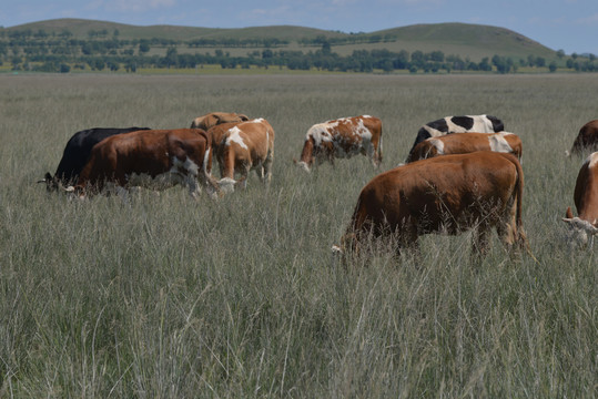 大草原上正在吃草的牛群