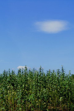 芝麻田