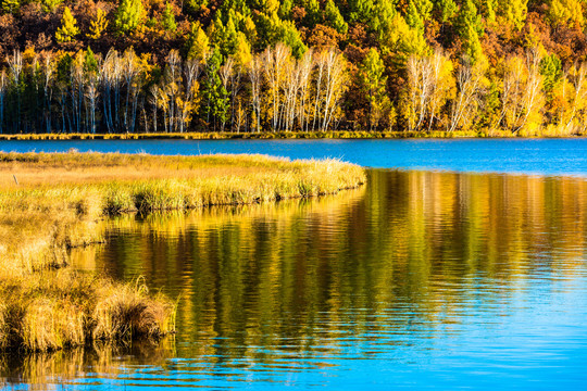 秋季白桦林蓝色湖水